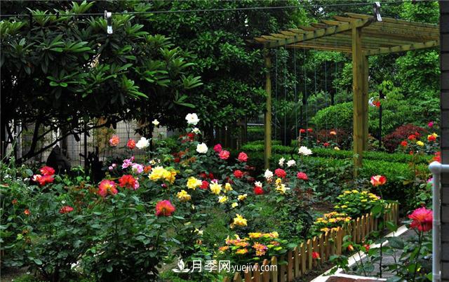 南通市花是什么？南通市花是月季(圖1)