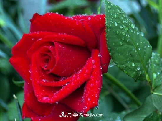 玫瑰花的繁殖方法：常用嫁接、扦插或壓條等方法繁殖(圖1)
