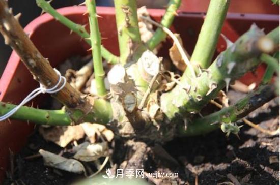 玫瑰花的繁殖方法：常用嫁接、扦插或壓條等方法繁殖(圖5)