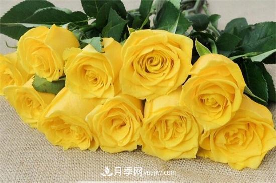 玫瑰品種有哪些？十大玫瑰花品種介紹(圖3)