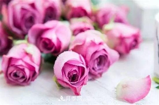 玫瑰品種有哪些？十大玫瑰花品種介紹(圖5)