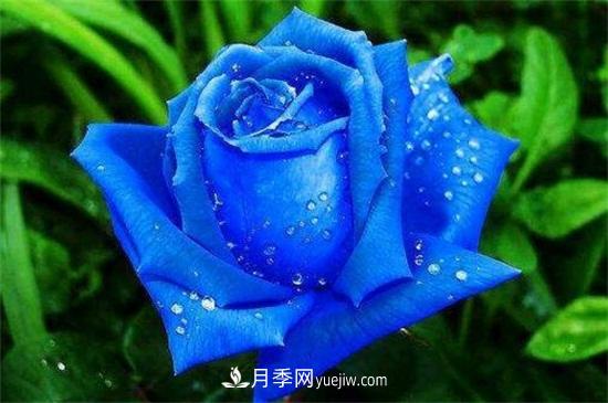 玫瑰品種有哪些？十大玫瑰花品種介紹(圖4)