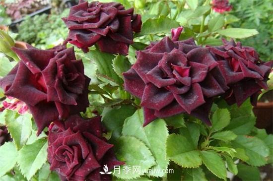 玫瑰品種有哪些？十大玫瑰花品種介紹(圖8)
