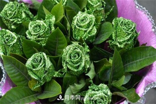 玫瑰品種有哪些？十大玫瑰花品種介紹(圖7)