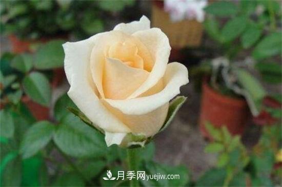 玫瑰品種有哪些？十大玫瑰花品種介紹(圖9)
