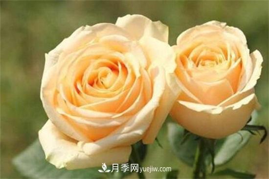 玫瑰品種有哪些？十大玫瑰花品種介紹(圖10)