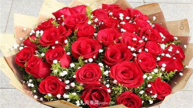 玫瑰花語是什么？盤點五個顏色的玫瑰花語(圖1)