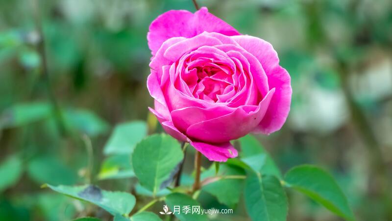 玫瑰花怎么養(yǎng)護(hù)？五步教你養(yǎng)好玫瑰花(圖1)