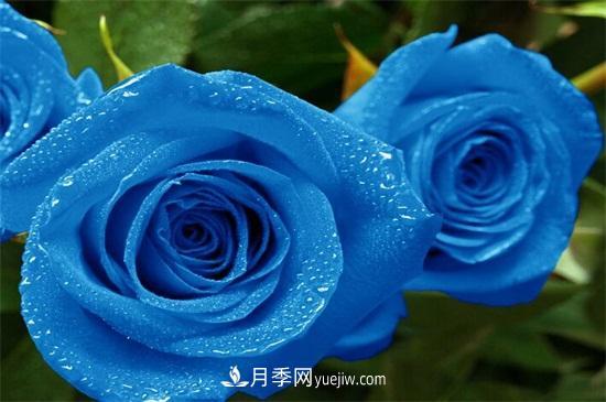 玫瑰花有哪些顏色？盤點(diǎn)十大常見玫瑰花顏色(圖2)