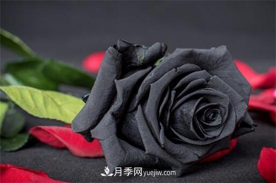 玫瑰花有哪些顏色？盤點(diǎn)十大常見玫瑰花顏色(圖4)