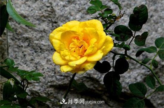 玫瑰花有哪些顏色？盤點(diǎn)十大常見玫瑰花顏色(圖3)