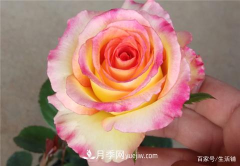 “***貴”的月季花，花朵大，顏色鮮艷，花香宜人(圖1)