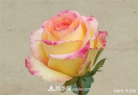 “***貴”的月季花，花朵大，顏色鮮艷，花香宜人(圖2)