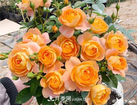 “***貴”的月季花，花朵大，顏色鮮艷，花香宜人(圖3)