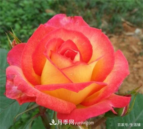 “***貴”的月季花，花朵大，顏色鮮艷，花香宜人(圖5)