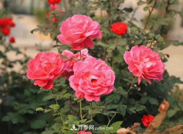 初冬，洛陽師范學院留得月季獨艷(圖2)