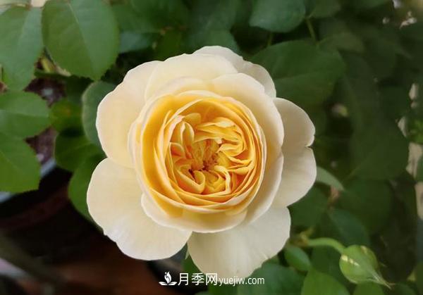 如何讓月季花長(zhǎng)得又矮又壯？(圖1)