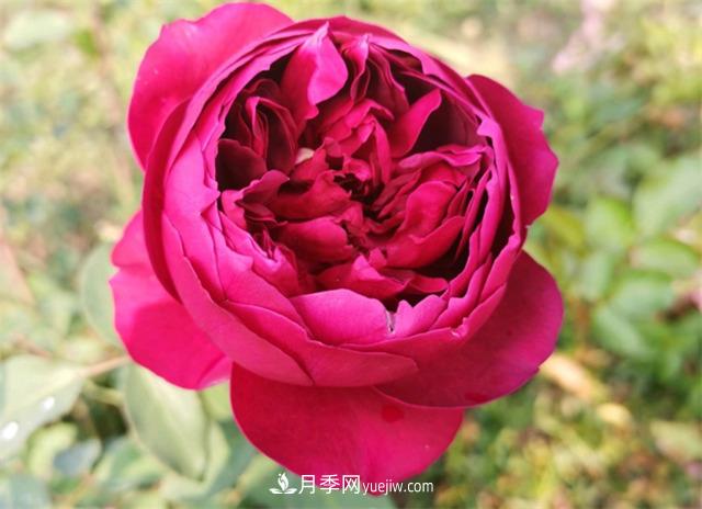 月季玫瑰香味大匯總，混合味、茶香味、果香味，總有一款是你的(圖2)
