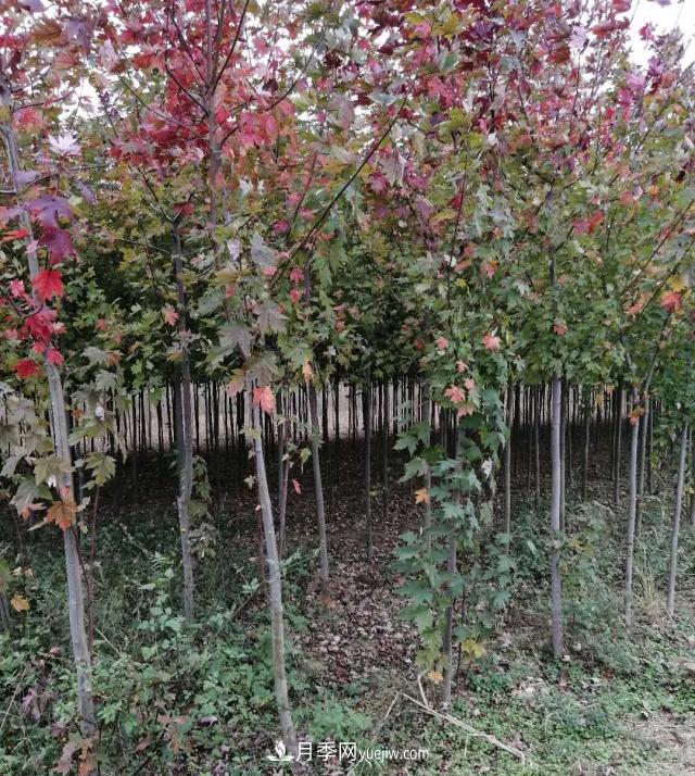 南陽苗木基地，紅楓和雞爪槭好區(qū)別嗎？(圖2)