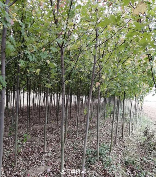 南陽苗木基地，紅楓和雞爪槭好區(qū)別嗎？(圖1)