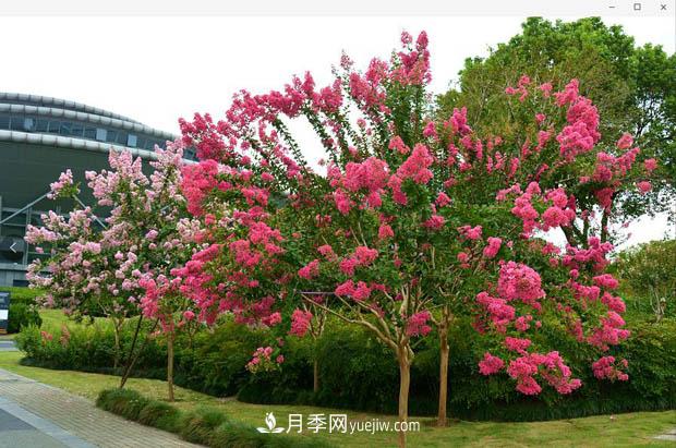 南陽苗木基地，紫薇綠化苗怎么修剪？(圖2)