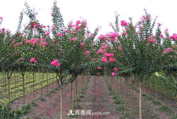 南陽苗木基地，紫薇綠化苗怎么修剪？(圖3)