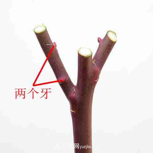 月季栽培養(yǎng)護(hù)指南，手把手教你冬季大花月季的修剪方法(圖8)