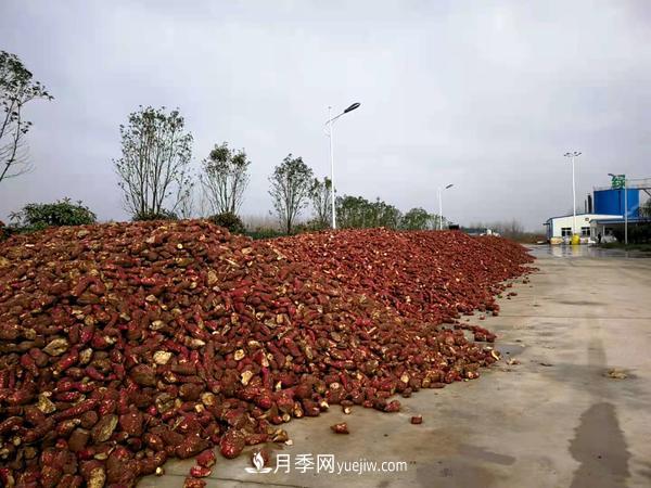 南陽(yáng)桐柏：小小紅薯做出脫貧致富 紅薯產(chǎn)業(yè)發(fā)展方興未艾(圖1)