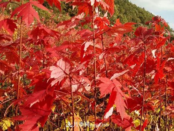 南陽苗木，美國紅楓管理知識介紹(圖3)
