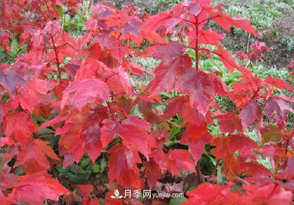 南陽苗木，美國紅楓管理知識介紹(圖1)