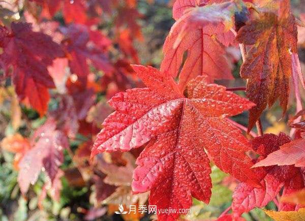 南陽苗木，美國紅楓管理知識介紹(圖2)