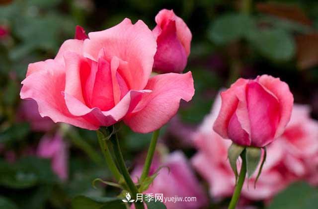 網(wǎng)購月季花木的巨坑，你們踩了幾回！(圖1)