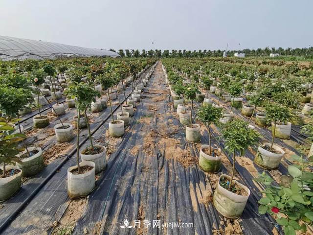 南陽苗木人，如何讓你的苗圃成為客戶眼中的“香餑餑”？(圖1)