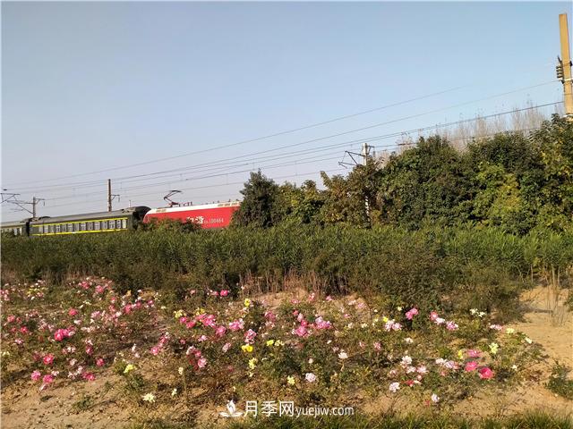漯河月季：初冬的月季傲嬌如春！(圖1)