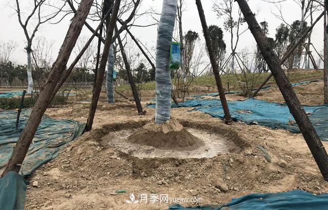 園林人有疑惑，苗木移植之后是先搭支撐還是先澆水？(圖1)