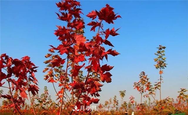 美國紅楓，南陽苗木人為什么要挺這個樹種？(圖2)