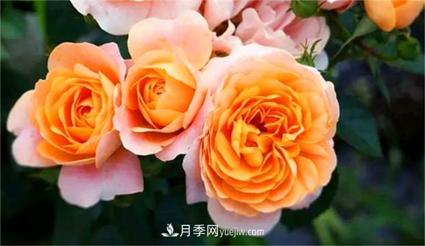3個***不容錯過的月季品種，顏值高香氣濃，養(yǎng)護簡單開花多(圖1)