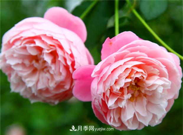 3個***不容錯過的月季品種，顏值高香氣濃，養(yǎng)護簡單開花多(圖3)