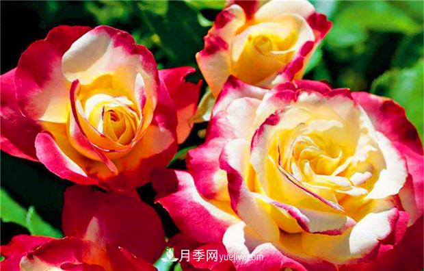 3個***不容錯過的月季品種，顏值高香氣濃，養(yǎng)護簡單開花多(圖2)