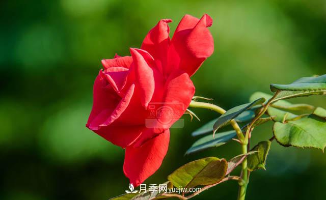 行行攝攝，發(fā)現(xiàn)月季花迷人的美艷，熟悉的花朵格外動(dòng)人(圖2)