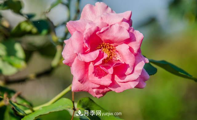 行行攝攝，發(fā)現(xiàn)月季花迷人的美艷，熟悉的花朵格外動(dòng)人(圖1)