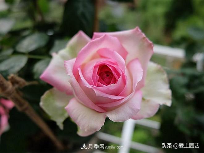 美貌與香味共存，抗病與長勢雙強，卻沒有火起來的月季(圖1)
