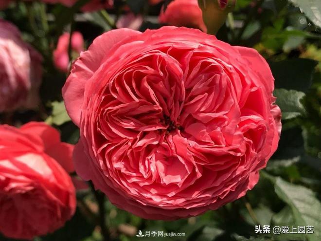 美貌與香味共存，抗病與長勢雙強，卻沒有火起來的月季(圖2)