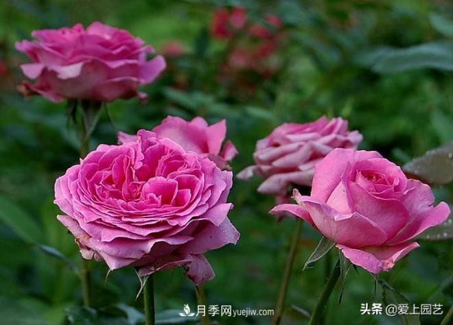 美貌與香味共存，抗病與長勢雙強，卻沒有火起來的月季(圖3)