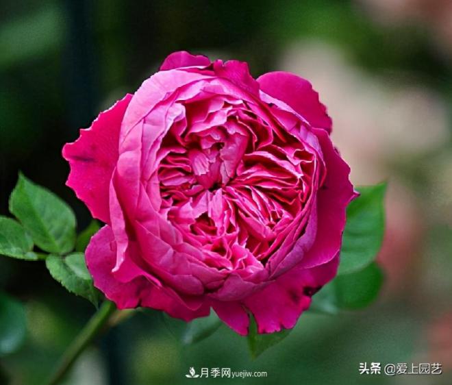 美貌與香味共存，抗病與長勢雙強，卻沒有火起來的月季(圖4)