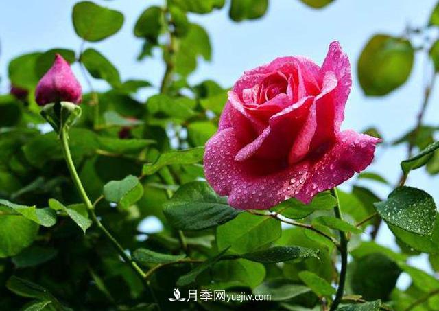 一棵月季樹(shù)，生長(zhǎng)了二十年，超出你的想象(圖1)