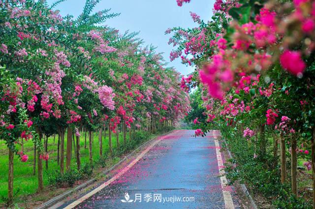 紫薇樹上常見的白粉病，應(yīng)該怎么防治？(圖1)