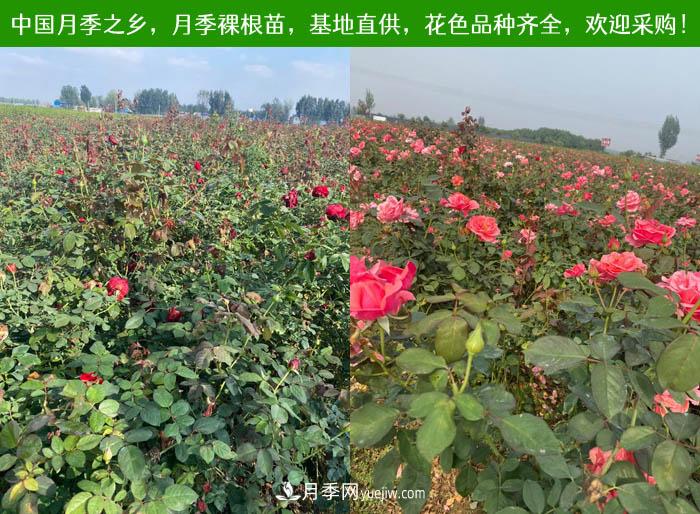 月季裸根苗，2020南陽(yáng)月季裸根苗大量出貨中(圖3)