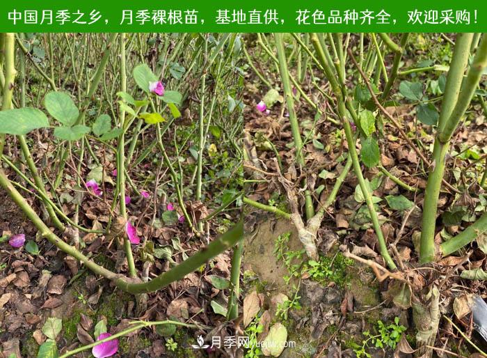 月季裸根苗，2020南陽(yáng)月季裸根苗大量出貨中(圖2)