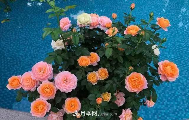 讓月季“秋花”多？學(xué)會(huì)正確“追肥”的方法，事半功倍(圖1)